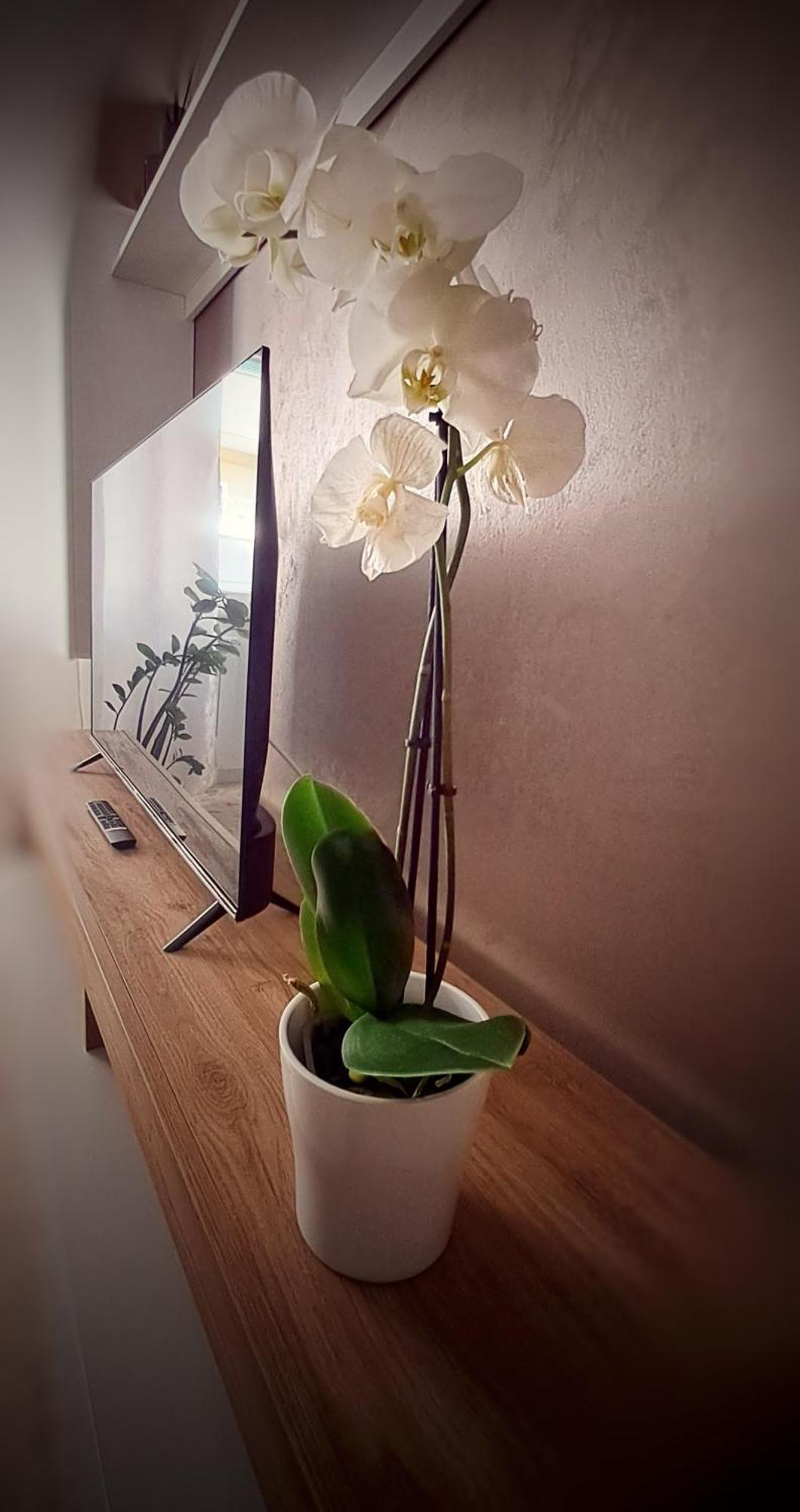Roma Bema Apartment - Charme E Relax A Due Passi Dal Vaticano ภายนอก รูปภาพ